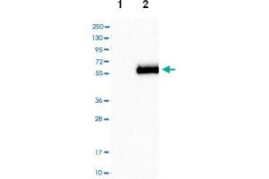 Western blot analysis of Lane 1: Negative control (vector only transfected HEK293T lysate), Lane 2: Over-expression Lysate (Co-expressed with a C-terminal myc-DDK tag (~3. (APOH Antikörper)