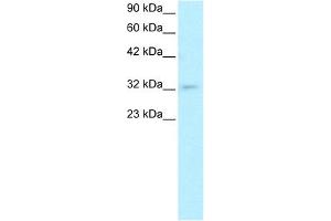 POU1F1 Antikörper  (C-Term)