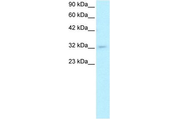POU1F1 Antikörper  (C-Term)