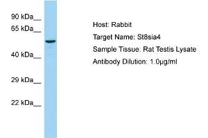 WB Suggested Anti-St8sia4 Antibody   Titration: 1. (ST8SIA4 Antikörper  (C-Term))