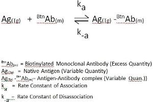 The essential reagents required for an immunoenzymometric assay include high affinity and specificity antibodies (enzyme and immobilized), with different and distinct epitope recognition, in excess, and native antigen. (IgE CLIA Kit)