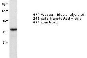 Image no. 1 for anti-Green Fluorescent Protein (GFP) antibody (ABIN274269) (GFP Antikörper)