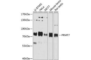 Western blot analysis of extracts of various cell lines, using PRMT7 antibody (ABIN6129631, ABIN6146234, ABIN6146235 and ABIN6215747) at 1:3000 dilution. (PRMT7 Antikörper  (AA 513-692))
