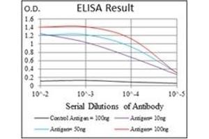 ELISA image for anti-V-Raf-1 Murine Leukemia Viral Oncogene Homolog 1 (RAF1) antibody (ABIN1108823) (RAF1 Antikörper)