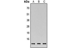 Western blot analysis of C35 expression in MCF7 (A), NS-1 (B), PC12 (C) whole cell lysates. (C17orf37 Antikörper  (C-Term))