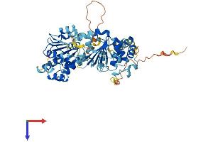 DDX56 Protein (AA 1-546) (His tag)