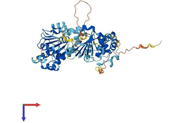 DDX56 Protein (AA 1-546) (His tag)