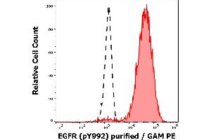 Separation of EGF stimulated A431 cell suspension stained using anti-human EGFR (pY1173) (EM-13) purified antibody (concentration in sample 3 μg/mL, GAM PE, red-filled) from EGF stimulated A431 cell suspension unstained by primary antibody (GAM PE, black-dashed) in flow cytometry analysis (intracellular staining). (EGFR Antikörper  (Tyr1173))