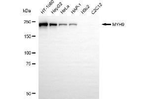 Western blotting analysis using MYH9 antibody (ABIN7799519).