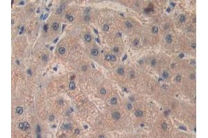 IHC-P analysis of Human Liver Tissue, with DAB staining. (Factor VIII Antikörper  (AA 2253-2346))