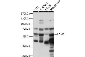 Western blot analysis of extracts of various cell lines, using LDHD antibody (ABIN7268173) at 1000 dilution. (LDHD Antikörper  (AA 158-507))