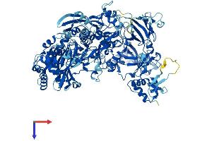 POLR1B Protein (AA 1-1135) (His tag)