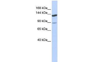 WB Suggested Anti-TRIM24 Antibody Titration:  0. (TRIM24 Antikörper  (Middle Region))