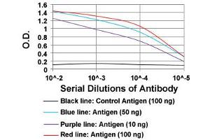 ELISA analysis of Bpifa2 monoclonal antibody, clone 2B4F5  at 1:10000 dilution.