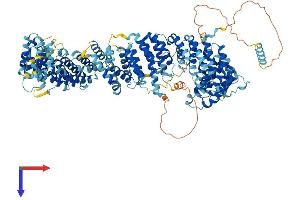 TTI1 Protein (AA 1-1089) (His tag)