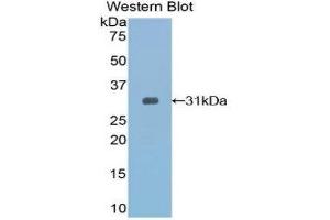 Western Blotting (WB) image for anti-Toll Interacting Protein (TOLLIP) (AA 19-254) antibody (ABIN1860825)