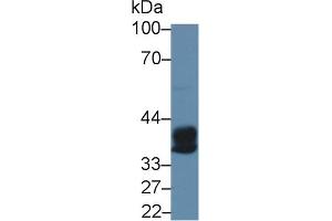 Western Blot; Sample: Rat Bone marrow lysate; Primary Ab: 5µg/ml Rabbit Anti-Human CPA3 Antibody Second Ab: 0. (CPA3 Antikörper  (AA 110-417))