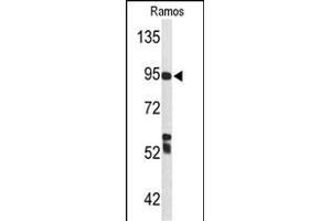Western blot analysis of C7 Antibody (Center) (ABIN653210 and ABIN2842751) in Ramos cell line lysates (35 μg/lane). (C7 Antikörper  (Center))
