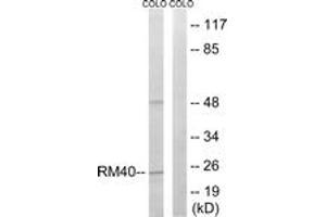 Western Blotting (WB) image for anti-Mitochondrial Ribosomal Protein L40 (MRPL40) (AA 101-150) antibody (ABIN2890055) (MRPL40 Antikörper  (AA 101-150))