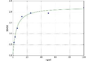 Meprin A, beta (MEP1B) ELISA Kit