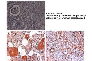 Immunohistochemistry with anti-nestin antibody showing nestin staining in cytoplasm of of ductal epithelium of human salivary gland (B) and in nucleus and cytoplasm of human breast tissue (C). (Nestin Antikörper  (AA 1484-1500))