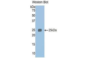Western Blotting (WB) image for anti-alpha 1 Microglobulin/bikunin precursor (AMBP) (AA 20-202) antibody (ABIN1077776) (AMBP Antikörper  (AA 20-202))