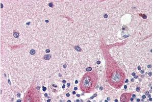 ABIN334405 (4µg/ml) staining of paraffin embedded Human Cerebellum. (GAD Antikörper  (Internal Region))