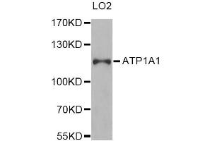 Western blot analysis of extracts of LO2 cells, using ATP1A1 Antibody (ABIN5970238) at 1/1000 dilution. (ATP1A1 Antikörper)