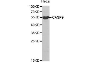 Western blot analysis of extracts of HeLa cell line, using CASP9 antibody. (Caspase 9 Antikörper)