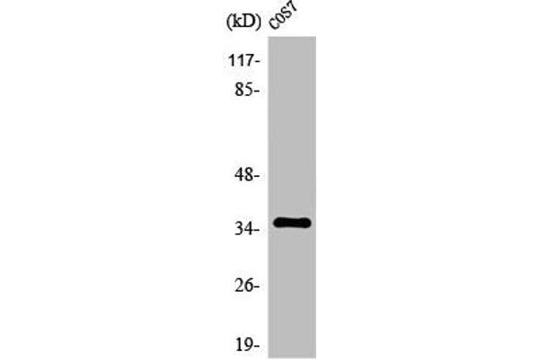 OR1S1 Antikörper  (Internal Region)