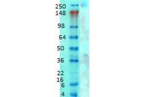 Western Blotting rat brain membrane 1 in 1000 Cav3 copy. (CACNA1G Antikörper  (AA 2052-2172))