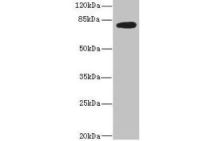 Western blot All lanes: MEP1B antibody IgG at 2. (Meprin B Antikörper  (AA 480-652))