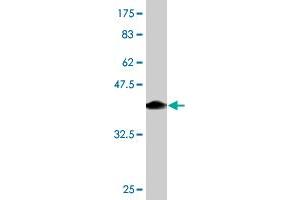 Western Blot detection against Immunogen (44. (AGR2 Antikörper  (AA 1-175))