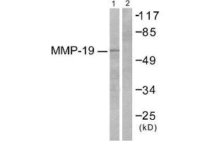 Western Blotting (WB) image for anti-Matrix Metallopeptidase 19 (MMP19) (N-Term) antibody (ABIN1848680) (MMP19 Antikörper  (N-Term))