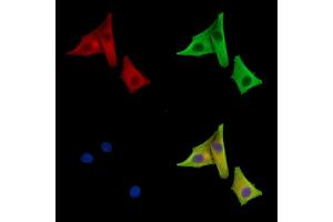 ABIN7096593 and ABIN7100657 staining HepG2 cells by IF/ICC. (UPB1 Antikörper)