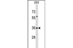TFG Antibody (Center) (ABIN1537980 and ABIN2838185) western blot analysis in 293 cell line lysates (35 μg/lane).
