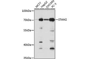 Western blot analysis of extracts of various cell lines, using ST antibody (ABIN6129464, ABIN6148550, ABIN6148551 and ABIN6222848) at 1:1000 dilution. (STAM2 Antikörper  (AA 376-525))
