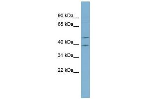 WB Suggested Anti-ACTL6B Antibody Titration: 0. (Actin-Like 6B Antikörper  (Middle Region))
