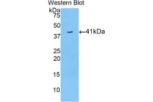 Detection of Recombinant HIST3H2A, Human using Polyclonal Antibody to Histone Cluster 3, H2a (HIST3H2A) (HIST3H2A Antikörper  (AA 1-130))