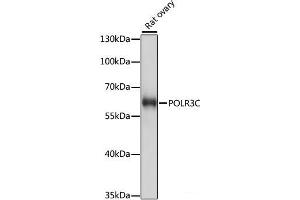 Western blot analysis of extracts of Rat ovary using POLR3C Polyclonal Antibody at dilution of 1:1000.