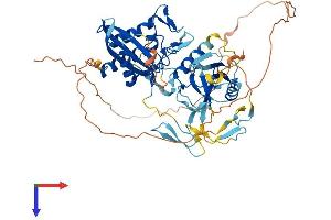 CLEC18A Protein (AA 1-534) (His tag)