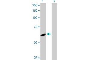 Western Blot analysis of SPATA2 expression in transfected 293T cell line by SPATA2 MaxPab polyclonal antibody. (SPATA2 Antikörper  (AA 1-520))