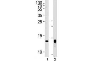 Western blot analysis of lysate from human placenta tissue lysate, SK-BR-3 cell line (left to right) using Trx2 antibody diluted at 1:1000 for each lane. (TXN2 Antikörper  (AA 136-166))