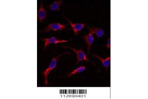Immunofluorescence analysis of anti-ERAS Antibody in HeLa cells.