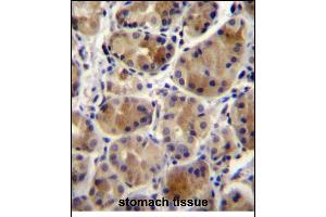 SC Antibody (N-term) 12299a immunohistochemistry analysis in formalin fixed and paraffin embedded human stomach tissue followed by peroxidase conjugation of the secondary antibody and DAB staining. (SREBF chaperone Antikörper  (N-Term))