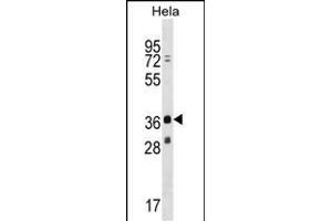GEB16 Antibody (C-term) (ABIN1536894 and ABIN2848623) western blot analysis in Hela cell line lysates (35 μg/lane). (MAGEB16 Antikörper  (C-Term))