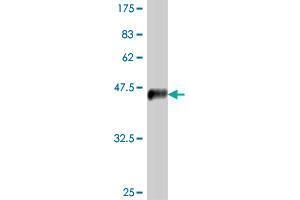Western Blotting (WB) image for anti-Interleukin 28 Receptor, alpha (Interferon, lambda Receptor) (IL28RA) (AA 51-150) antibody (ABIN566901)