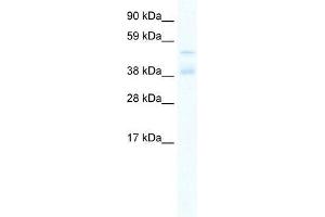 ZNF17 antibody used at 0. (ZNF17 Antikörper  (N-Term))