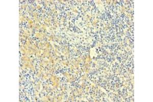 Immunohistochemistry of paraffin-embedded human tonsil tissue using ABIN7163487 at dilution of 1:100 (PLAC8 Antikörper  (AA 1-110))