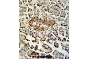 SUMF1 Antibody (C-Term) immunohistochemistry analysis in formalin fixed and paraffin embedded human pancreas tissue followed by peroxidase conjugation of the secondary antibody and DAB staining. (SUMF1 Antikörper  (C-Term))